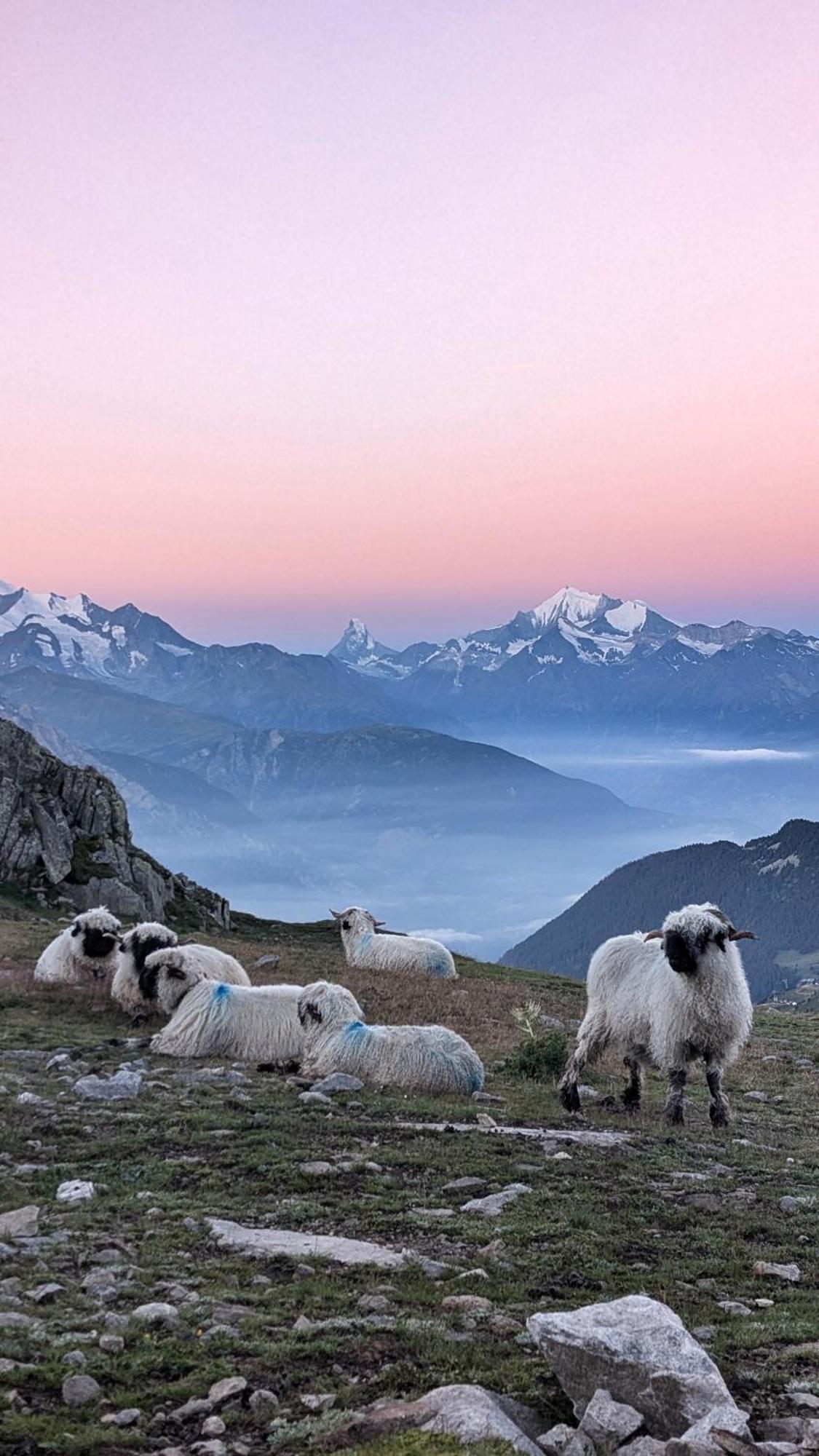 Imhof Alpine *