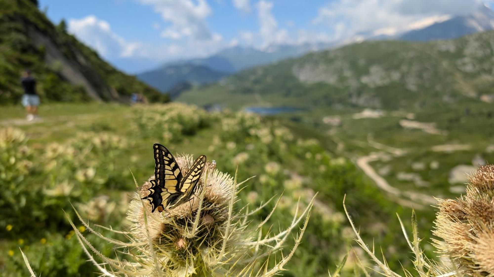 Imhof Alpine